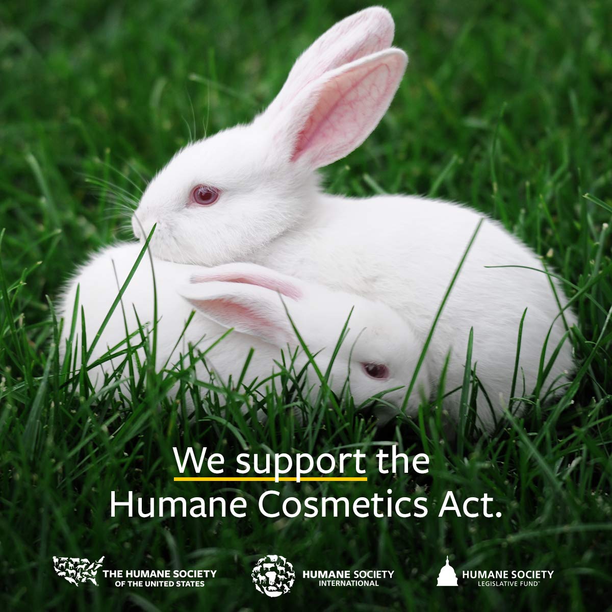 US Organic 100% Pure Lemongrass Essential Oil, USDA Certified Organic, Extracted by Steam Distillation Method, for Hair, Nail Polish Remover, Bees Attraction, and More. 10 ml