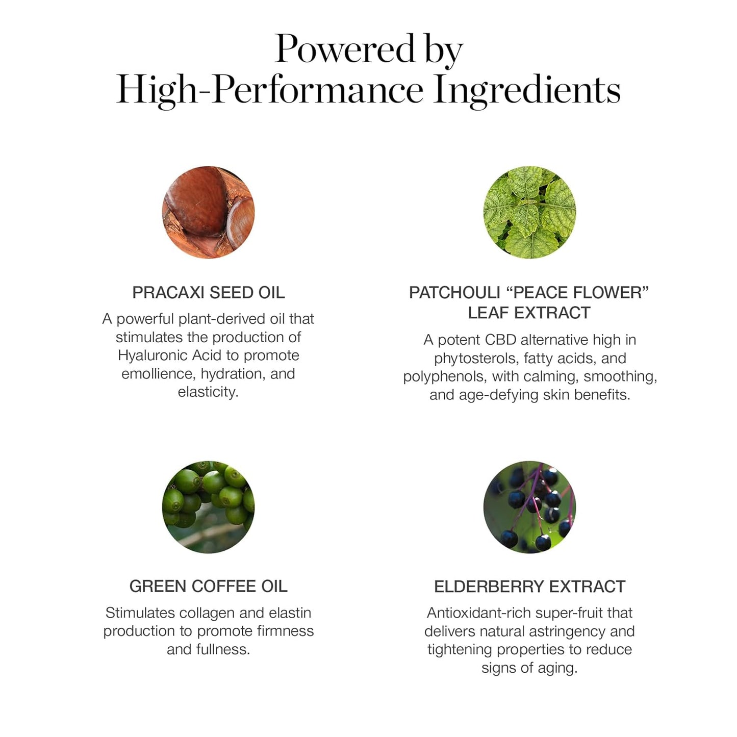 Ogee Sculpted Complexion Foundation Stick (Oak 5.5N - Medium Beige, Golden Undertones) Full Coverage Foundation Makeup - Instantly Balance & Even Complexion - 70% Organic Ingredients