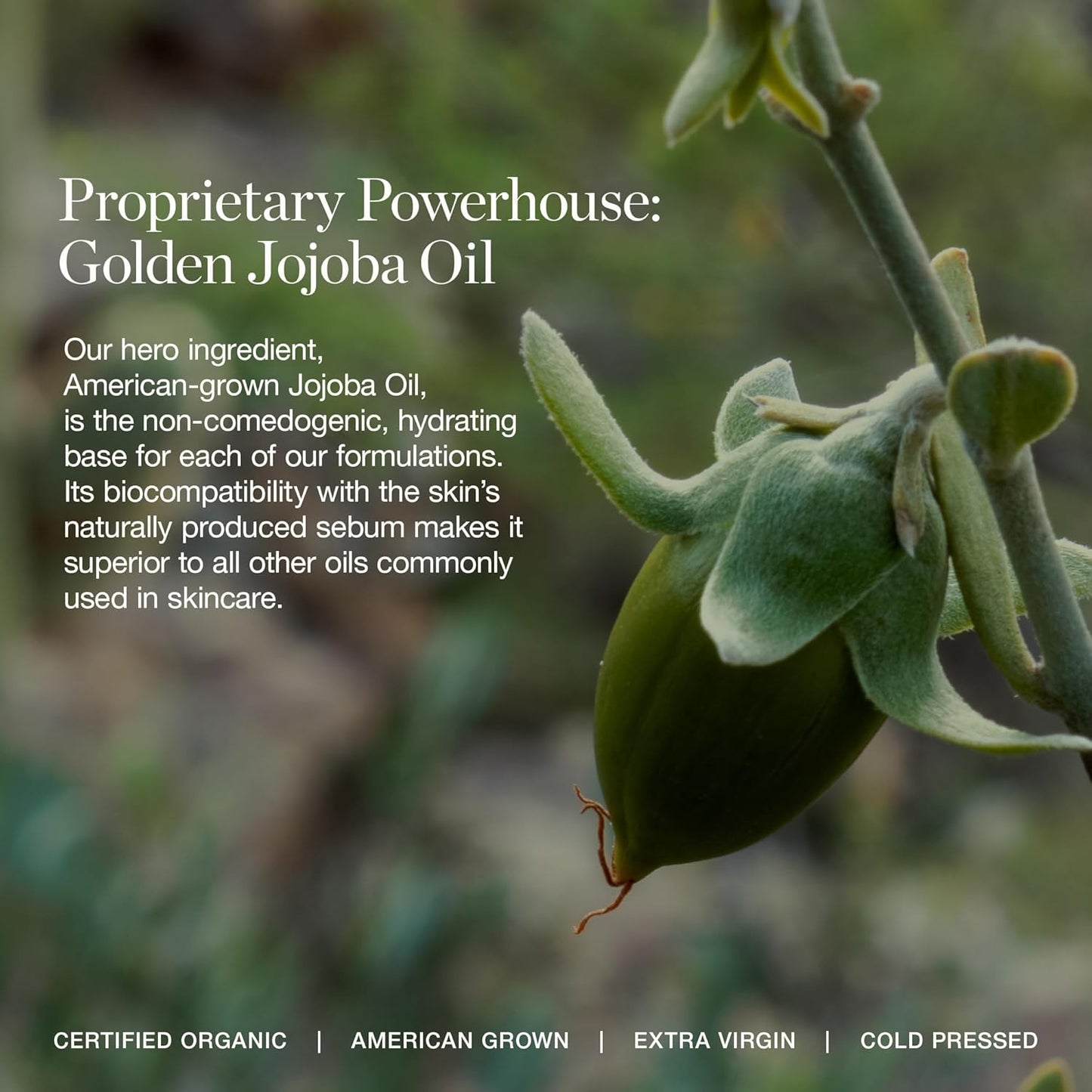 Ogee Complexion Perfecting Under Eye Concealer - Certified Organic Full Coverage Concealer - Buildable Coverage - FICUS 4.00N - Medium Deep (Warm Undertones)