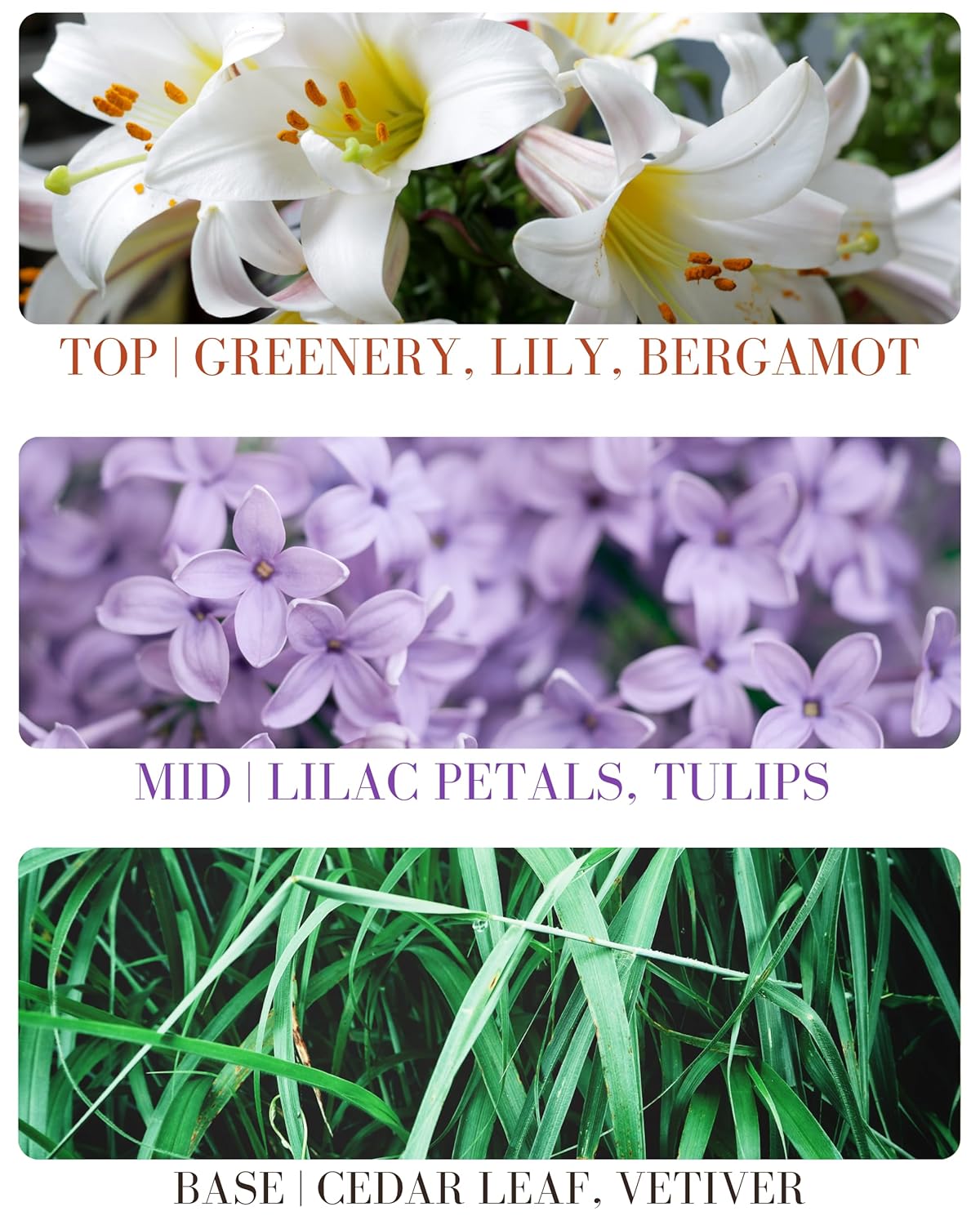 Lilac Blossom Delicious Pure Essential and Fragrance Oil Perfume Roll On with Organic Jojoba Oil, Alcohol Free, Small-Batch, Made in California, 0.34 Fl Oz